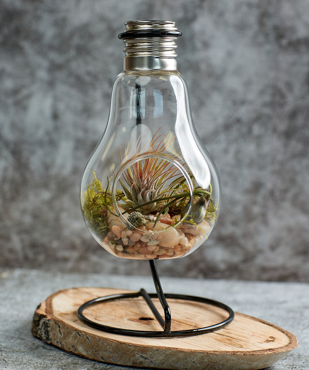 Air plants terrarium, air plants in light bulb