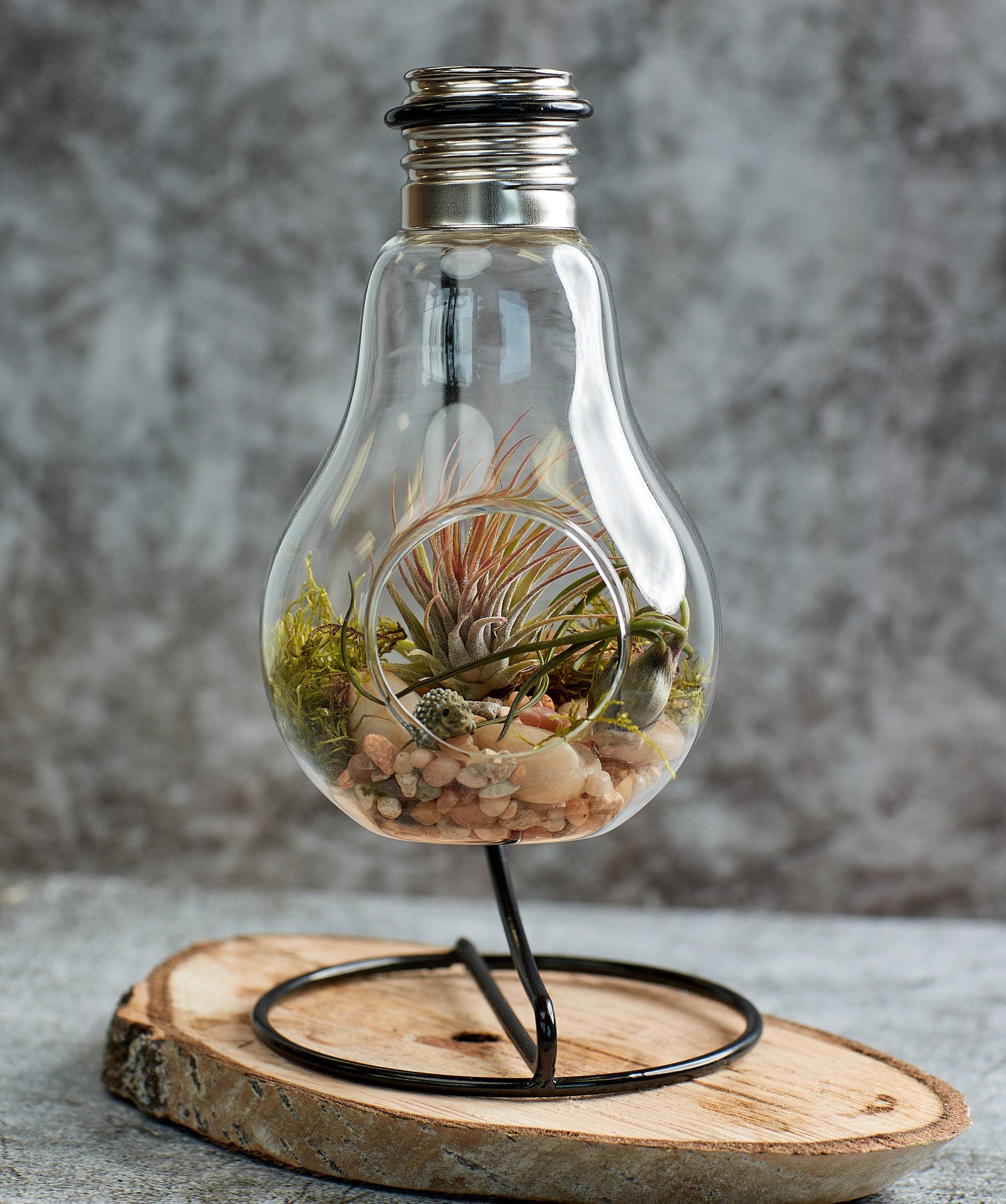 Air plants terrarium, air plants in light bulb