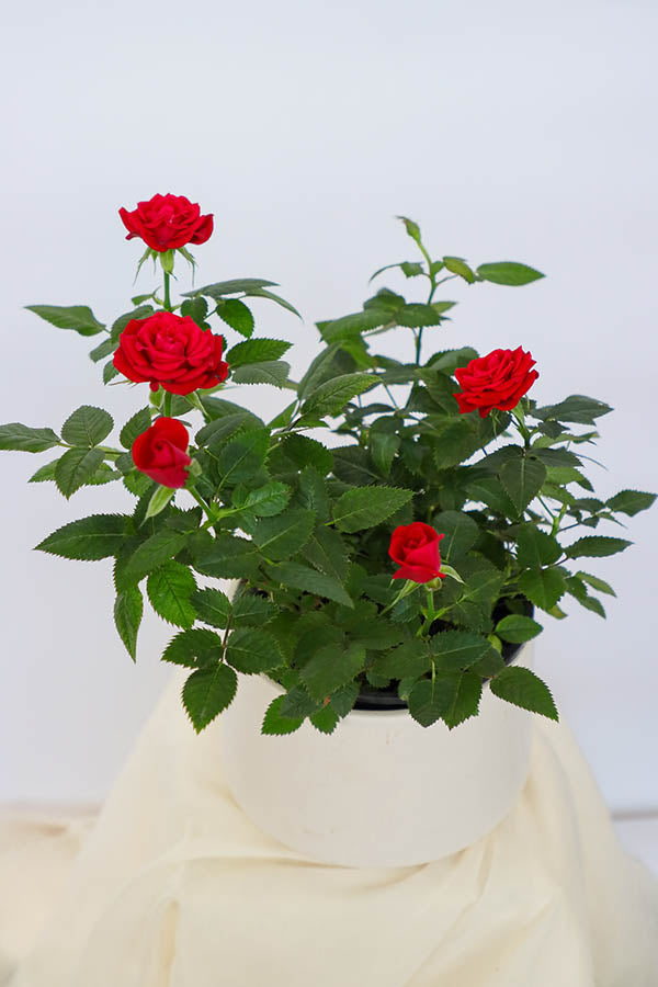 Classic Potted Rose featuring vibrant red rose blooms in a sleek ceramic pot by Ottawa florist.