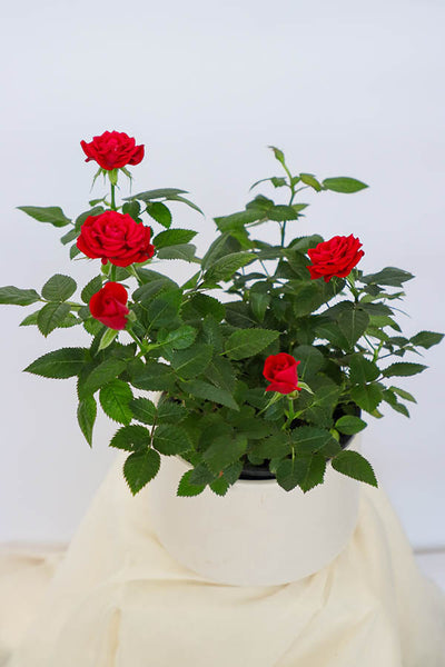 Classic Potted Rose