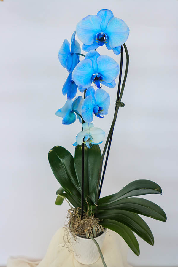 Blue Ethereal Orchids