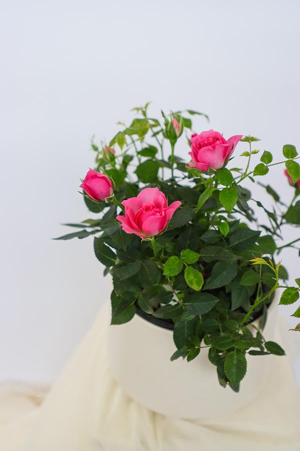 Classic Potted Rose featuring vibrant red rose blooms in a sleek ceramic pot by Ottawa florist.