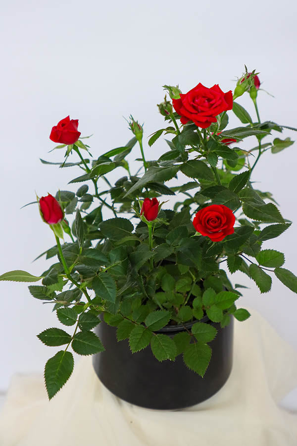Classic Potted Rose featuring vibrant red rose blooms in a sleek ceramic pot by Ottawa florist.