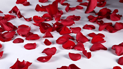 red roses petals
