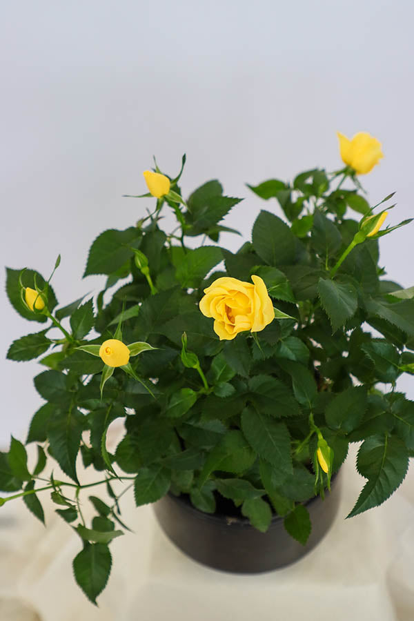 Classic Potted Rose featuring vibrant red rose blooms in a sleek ceramic pot by Ottawa florist.